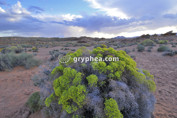 Milieu semi-désertique - gryphea.org